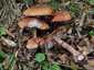Piruló galóca (Amanita rubescens), Pilis